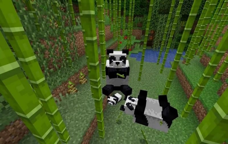 Minecraft Find Panda