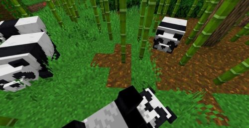 Minecraft Find Panda: 3 easy steps to capture