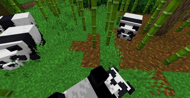 Minecraft Find Panda